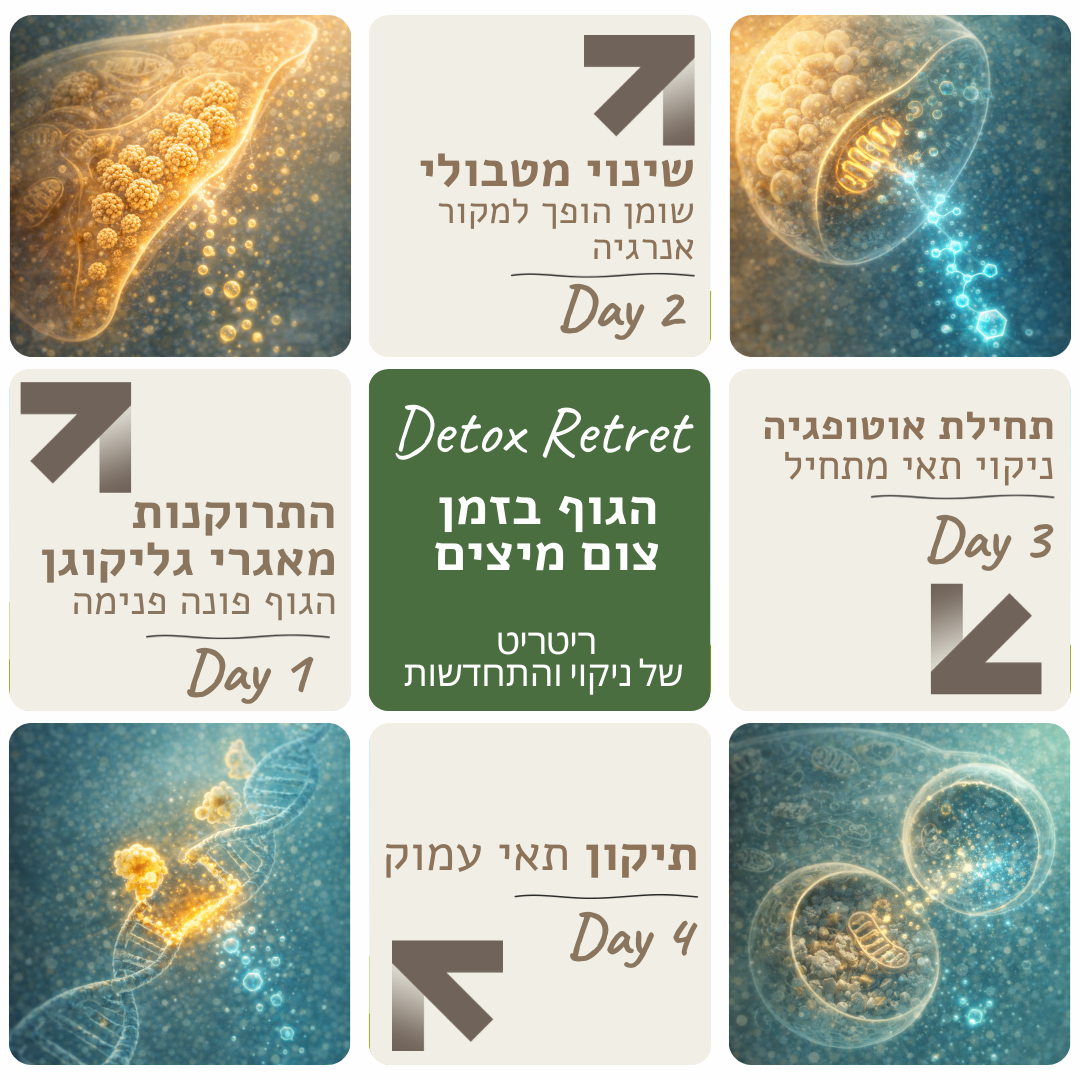 הגוף בזמן צום מיצים, ימים 1 עד 4